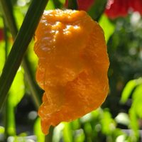 Fried Chicken pod from our rows
