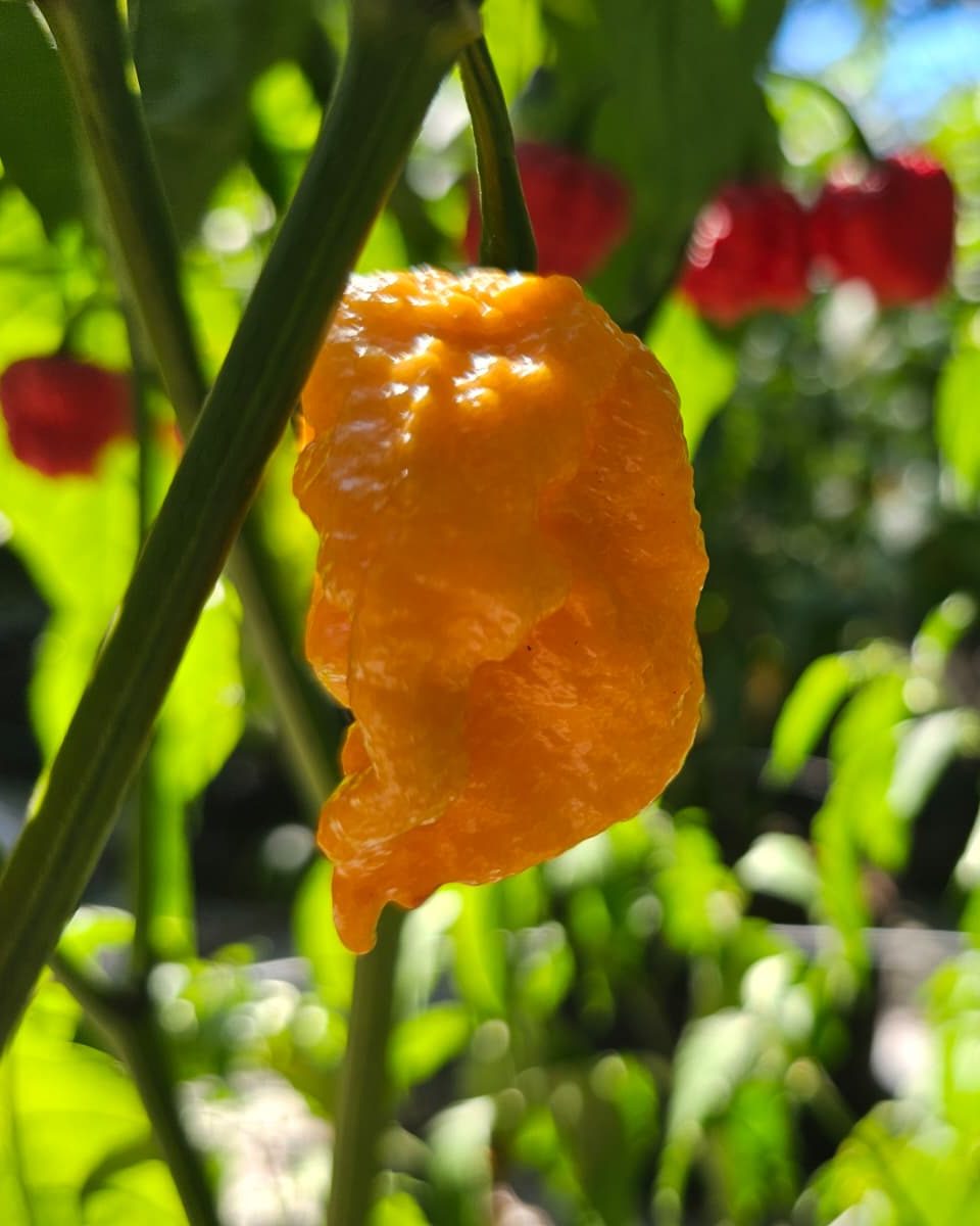 A bright orange, wrinkled Fried Chicken pod hanging on the plant in our rows