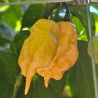 Jay's Peach Ghost Scorpion pods from our rows