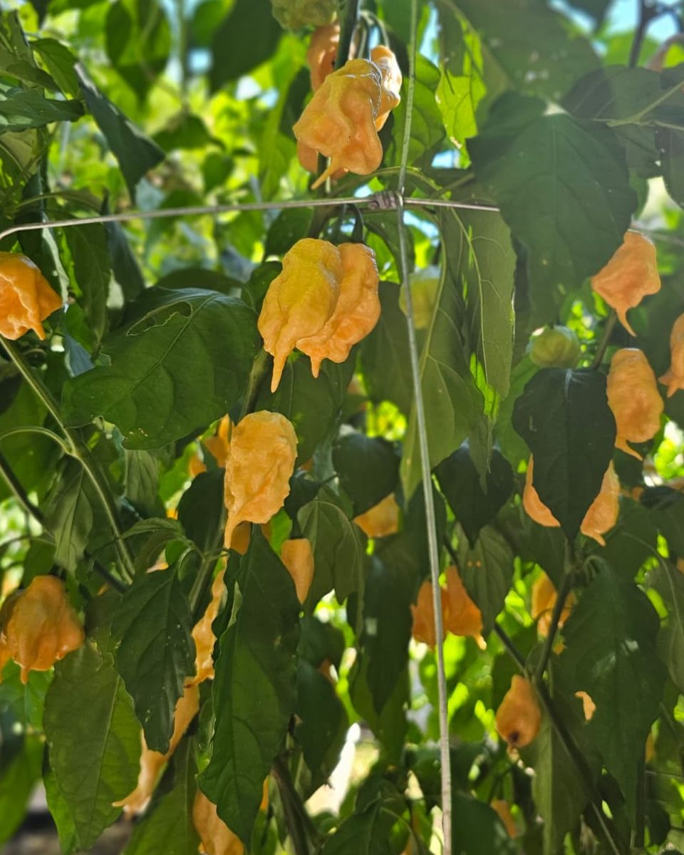 A Jay's Peach Ghost Scorpion plant loaded with peach-colored pods in our rows