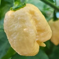 Peach Pyro pods from our rows