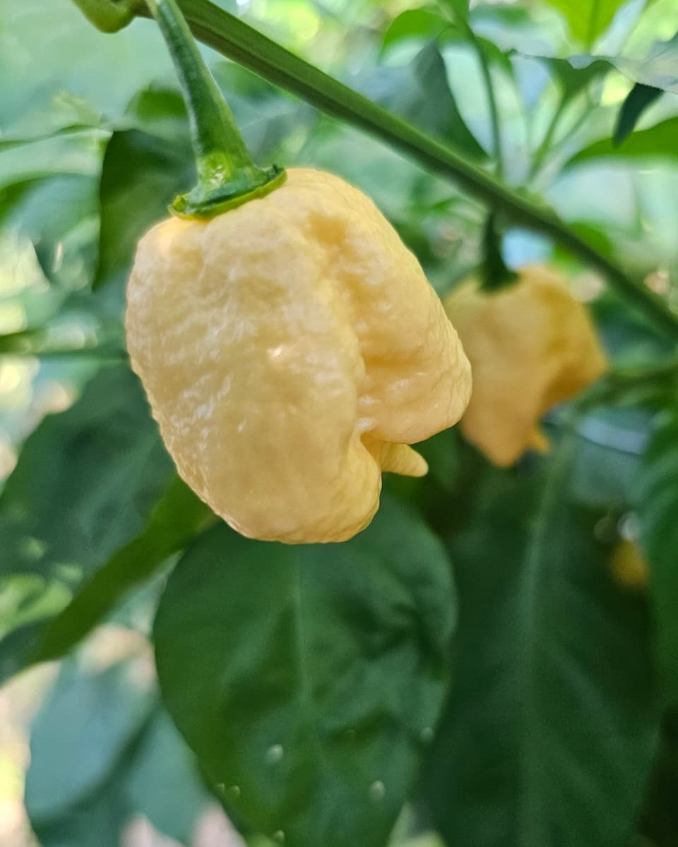 Two pale peach Peach Pyro pods hanging on the plant in our rows