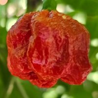 Red Ruckus pod from our rows