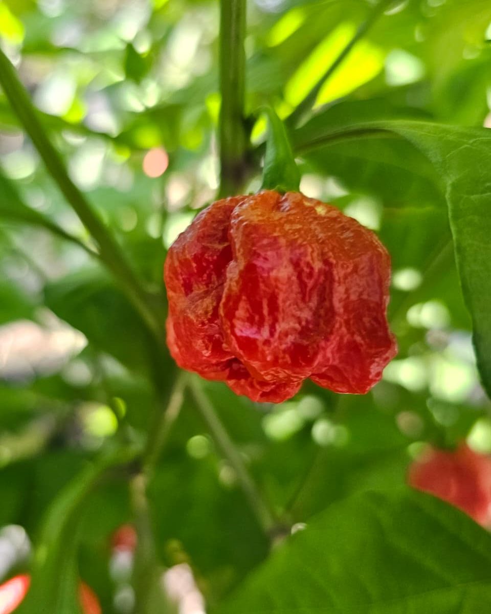 A wrinkled red Red Ruckus pod hanging on the plant in our rows